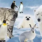 눈 덮인 배경에서 북극곰, 눈표범, 펭귄, 북극 토끼, 바다표범 등의 야생 동물들이 모여 있는 모습