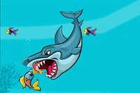 상어가 굶주렸어요!