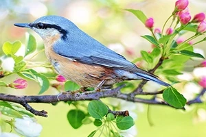 나뭇가지를 배경으로 앉아 있는 파란 머리와 주황색 배의 작은 새