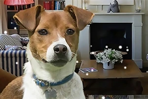 거실에 있는 갈색과 흰색 강아지, 테이블 위에 하얀 꽃병과 책들이 놓여 있으며, 벽난로가 배경에 자리함