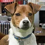 거실에 있는 갈색과 흰색 강아지, 테이블 위에 하얀 꽃병과 책들이 놓여 있으며, 벽난로가 배경에 자리함