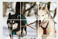 조각을 회전하여 퍼즐을 완성하세요