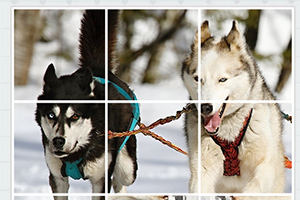 하얀 눈 위에서 썰매를 끄는 두 마리의 허스키