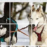 하얀 눈 위에서 썰매를 끄는 두 마리의 허스키